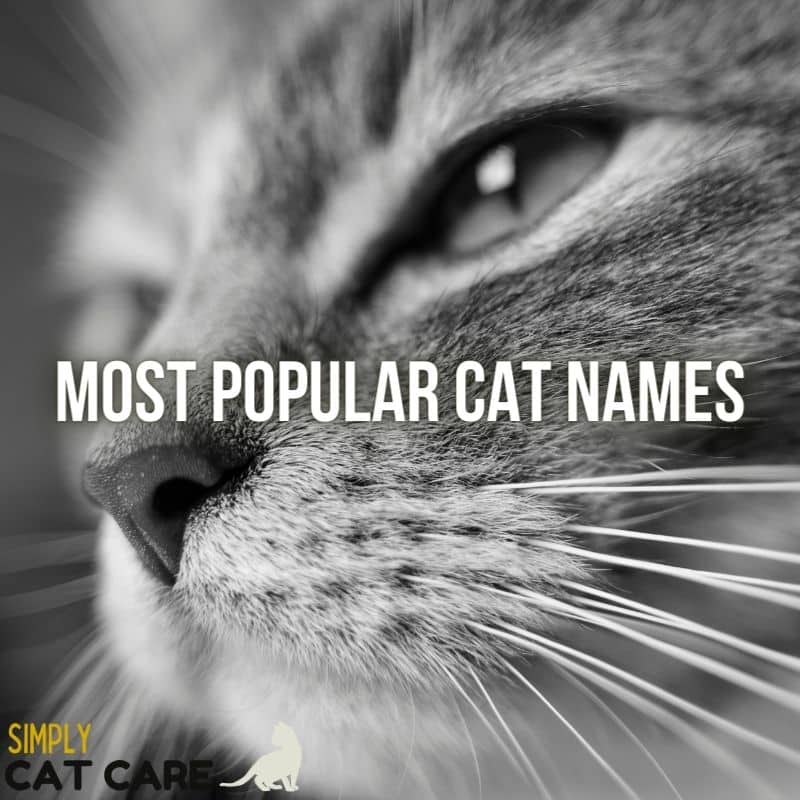 100 Most Popular Cat Names