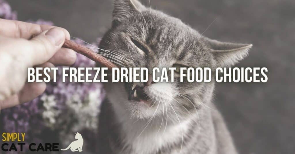 Best freeze dried cat food choices for top health