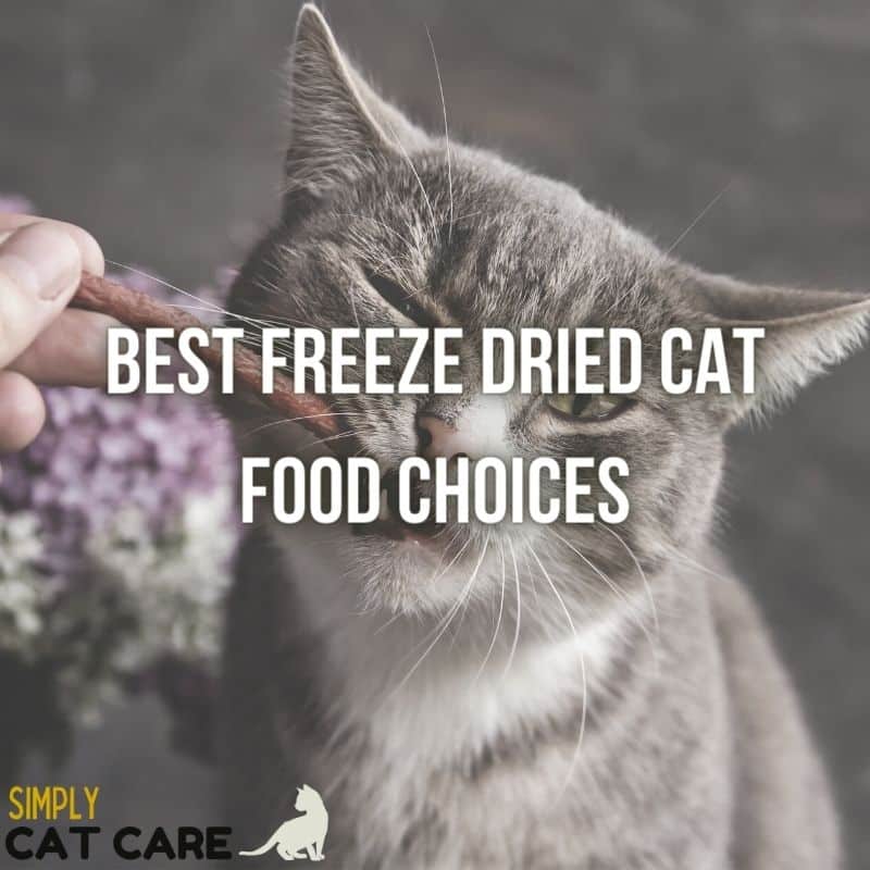 6 Best Freeze Dried Cat Food Choices
