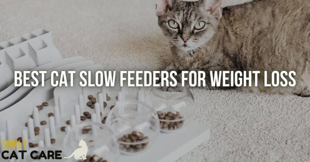 Best cat slow feeders for weight loss