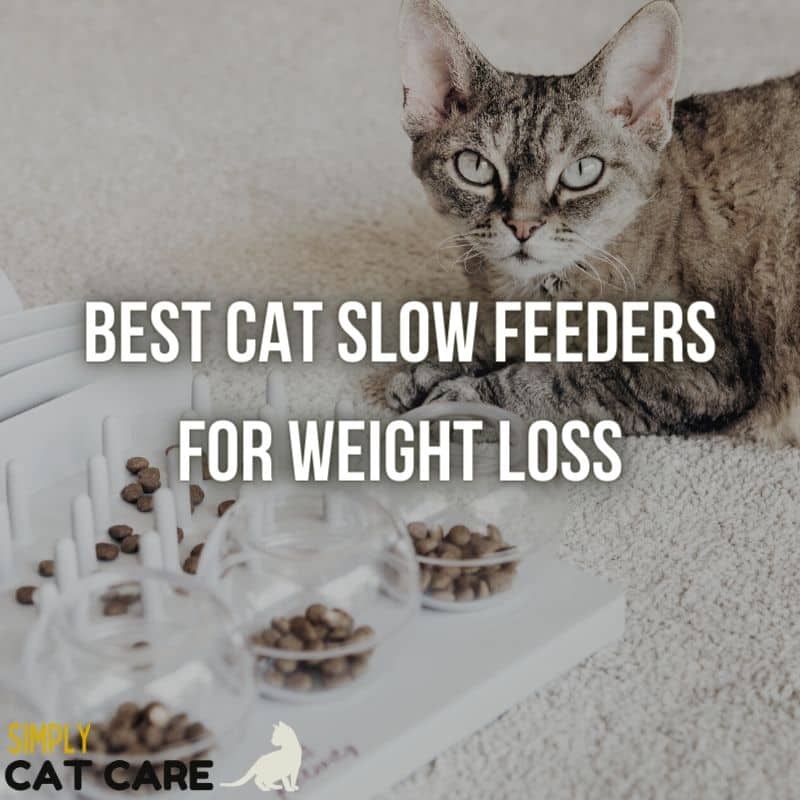 5 Best Cat Slow Feeders For Weight Loss