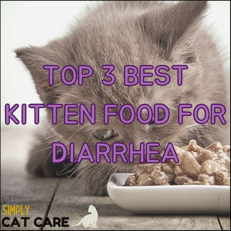 3 Best Kitten Food For Diarrhea Choices