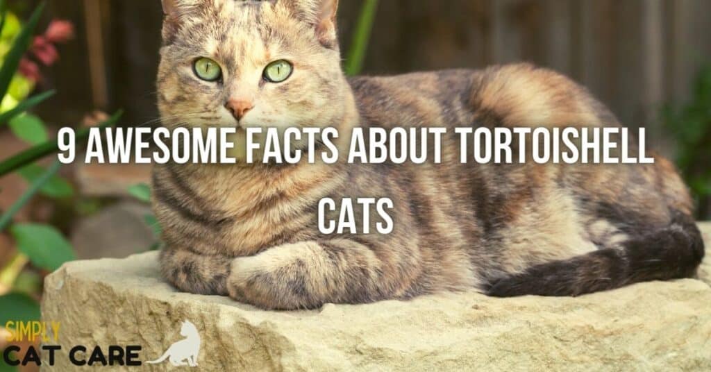 9 Awesome Facts About Tortoiseshell Cats