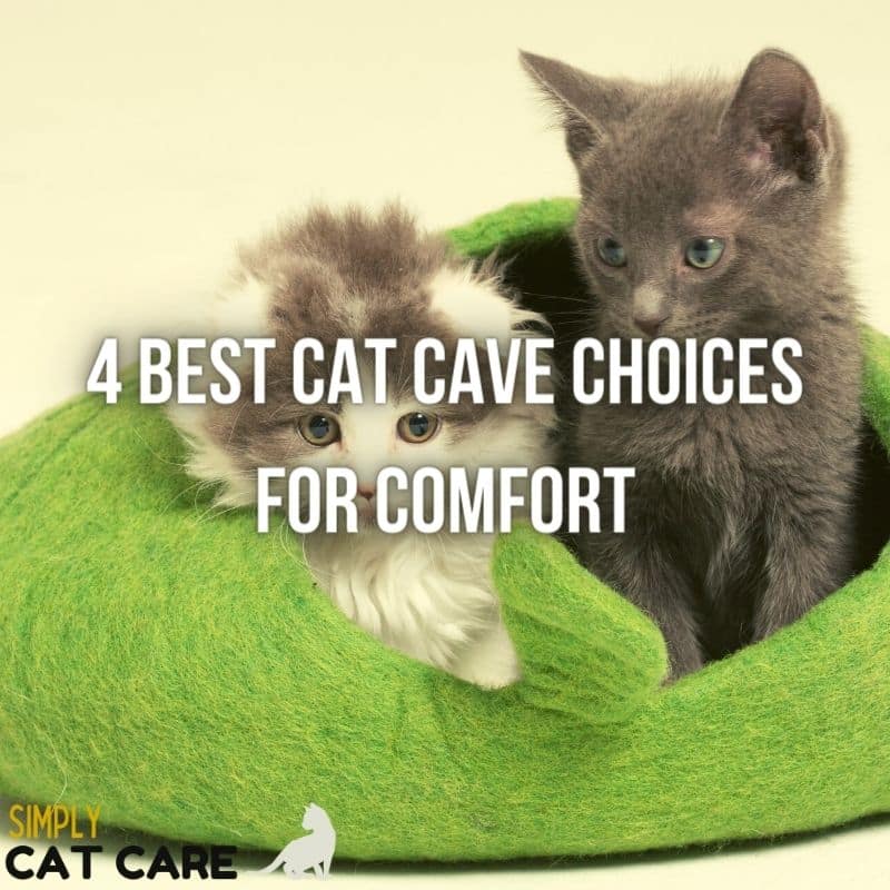 4 Best Cat Cave Choices For Comfort