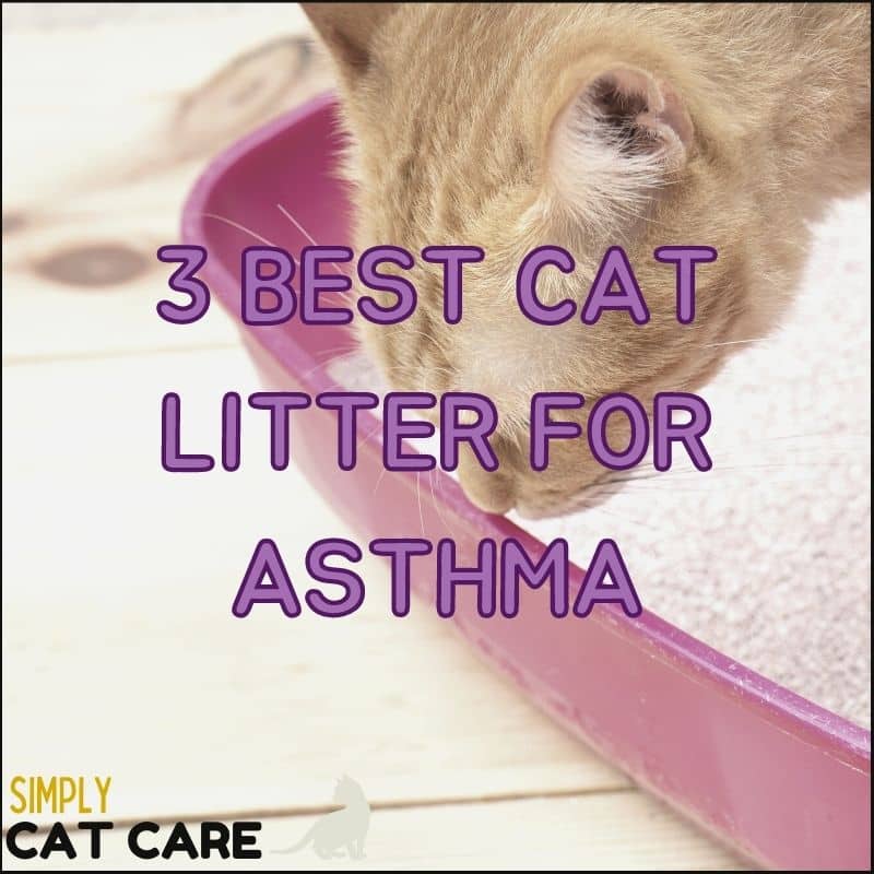 Top 3 Best Litter For Cats With Asthma