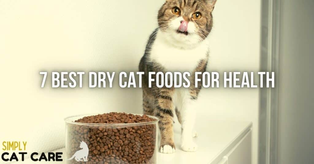 7 Best Dry Cat Foods For Health