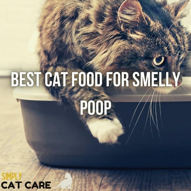 5 Best Cat Food For Smelly Poop Choices
