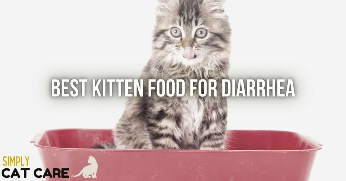 3 Best Kitten Food For Diarrhea Choices 2022 Simply Cat Care