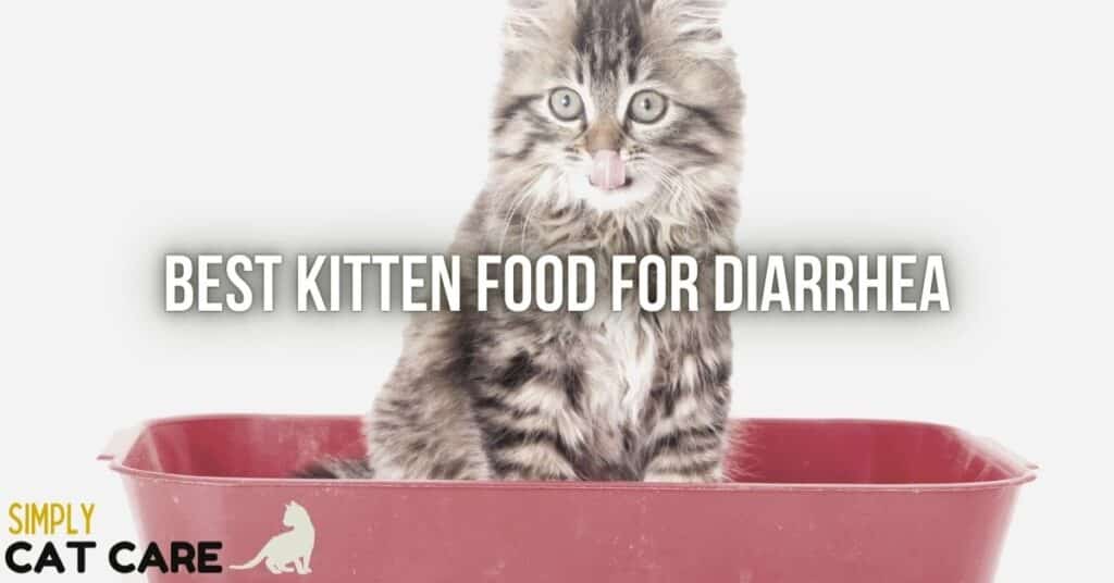Best kitten food for diarrhea