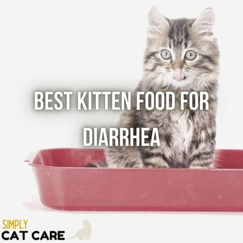 3 Best Kitten Food For Diarrhea Choices