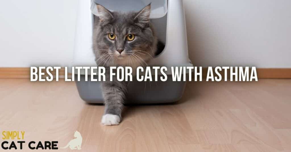 Best Cat Litter For Cats With Asthma