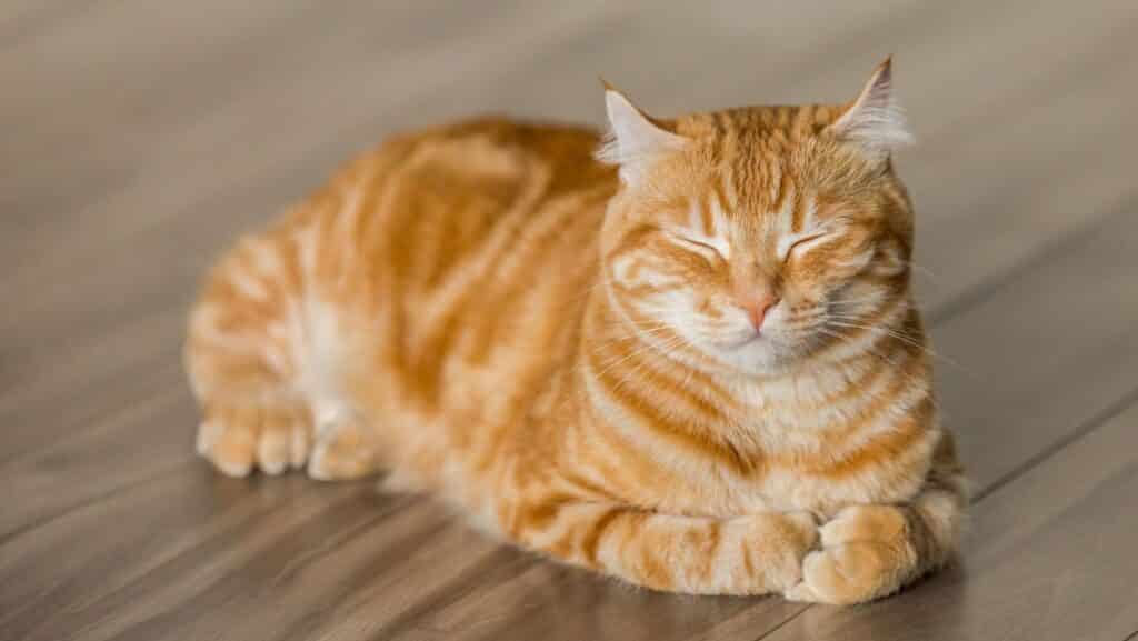 An orange cat