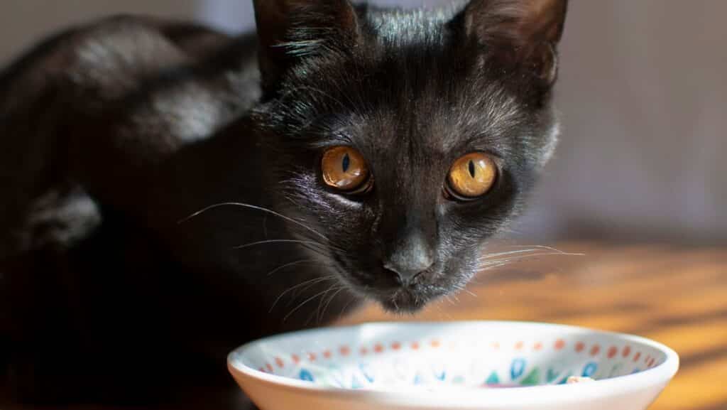 A kitten eating food.