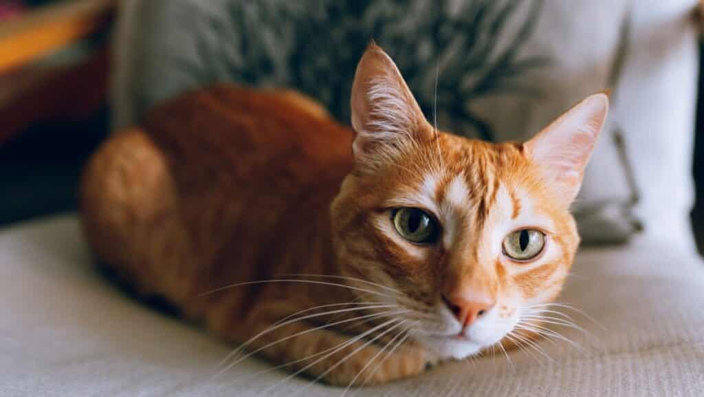 An orange cat