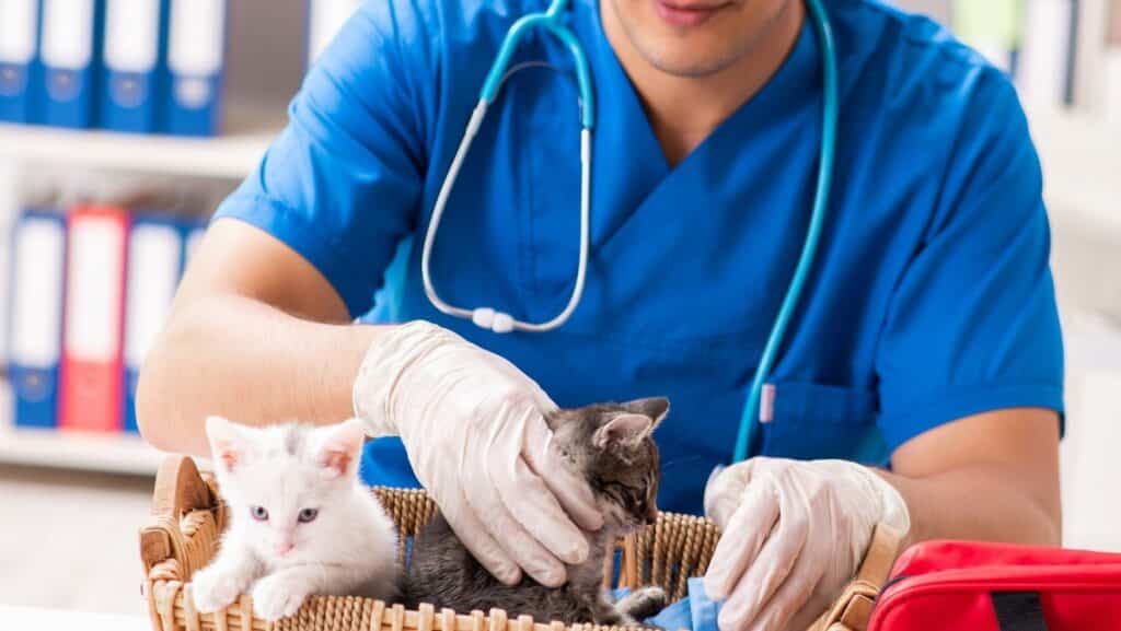 A vet inspecting kittens.
