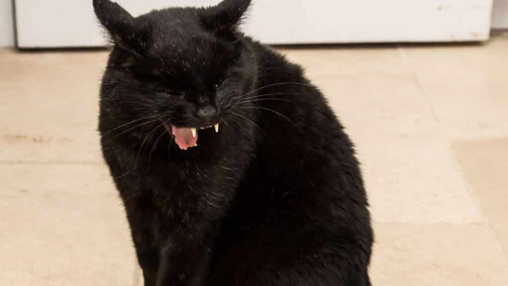 A cat sneezing due to asthma.
