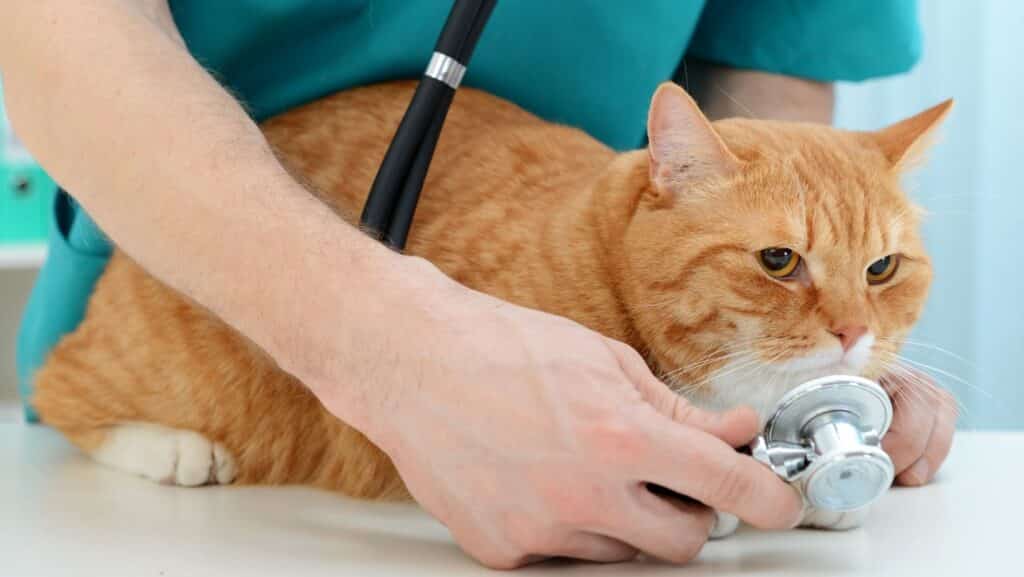 A vet giving a cat a check-up.