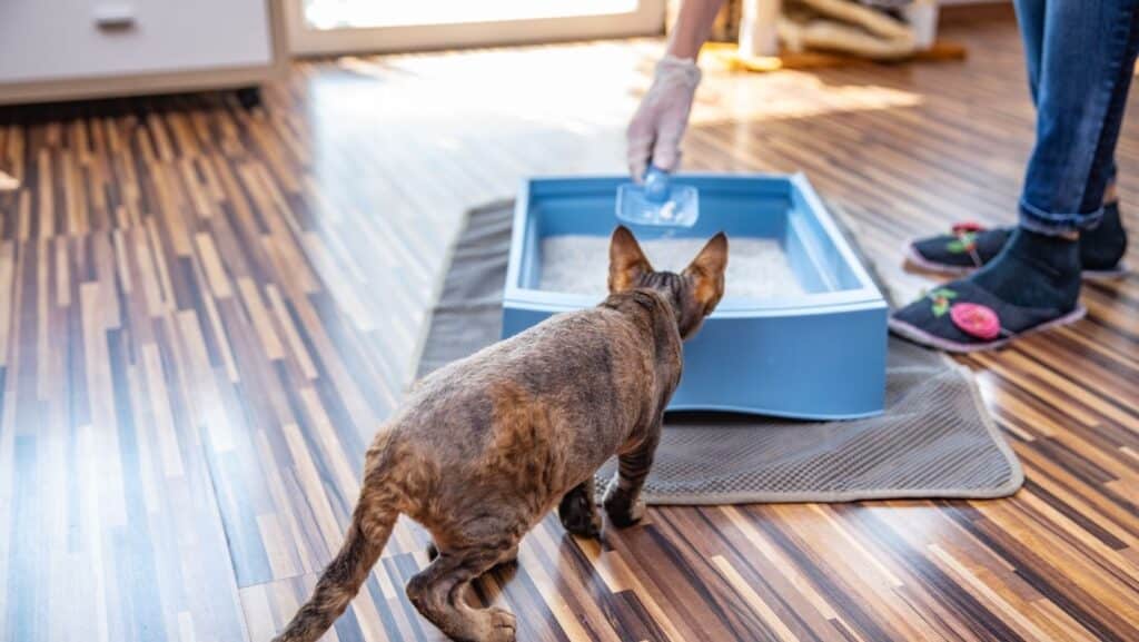 Cleaning the cat litter tray. This helps cut down on smell and other health problems.