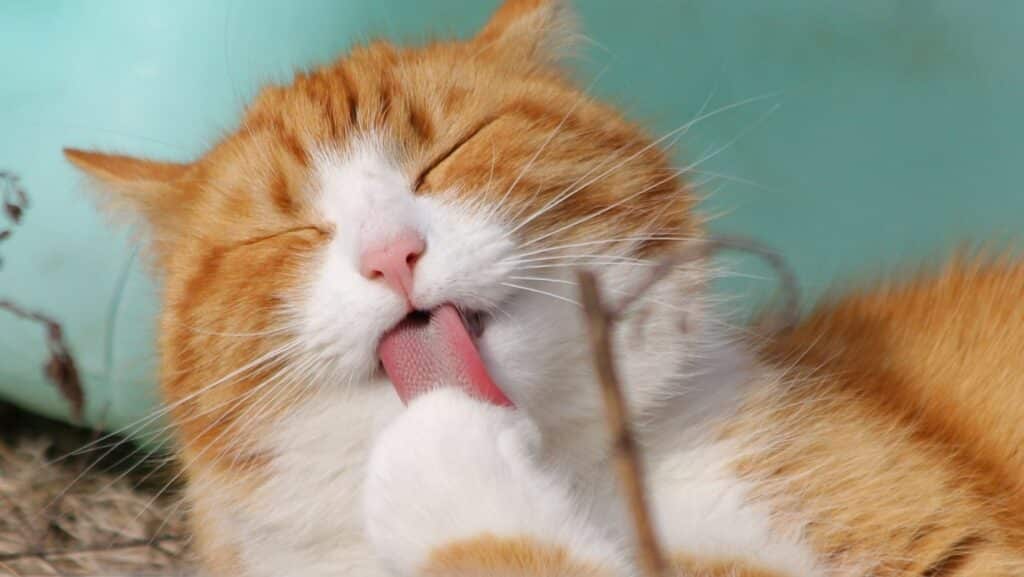 An orange cat grooming