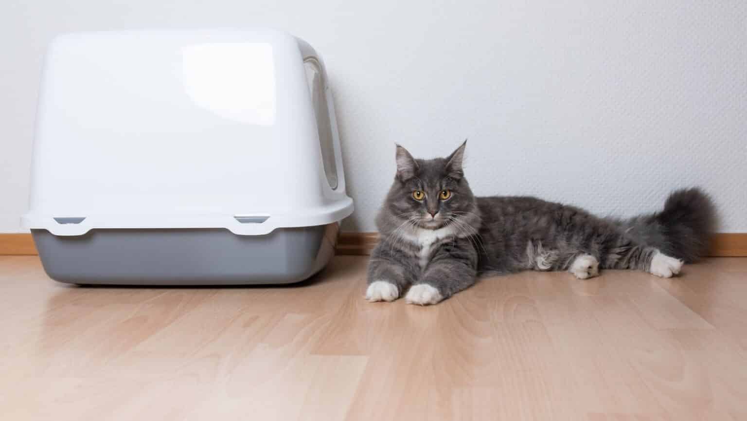 Best Sifting Litter Box For Pine Pellets 2024 Simply Cat Care