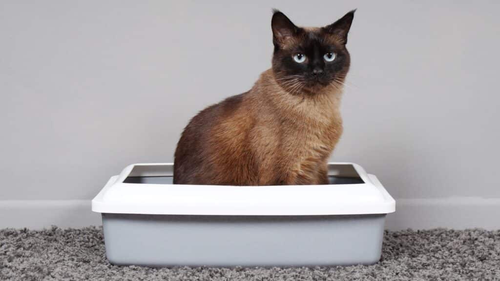 A cat in a litter box.