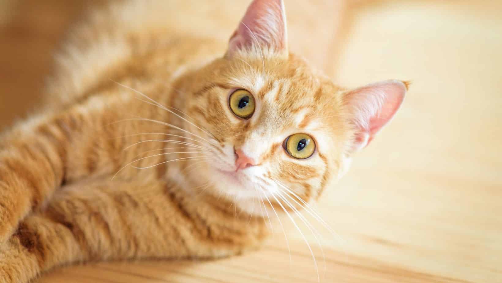 11 Fun Facts About Orange Cats