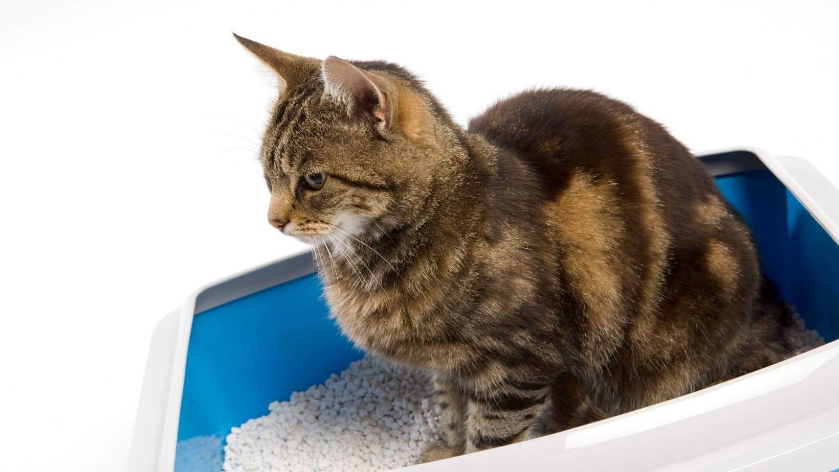 Best Sifting Litter Box For Pine Pellets 2024 Simply Cat Care