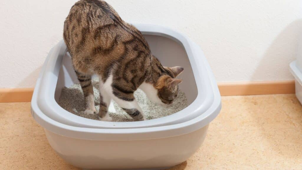 Cat's tend to prefer unscented cat litter.