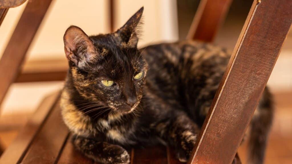 A tortoiseshell cat