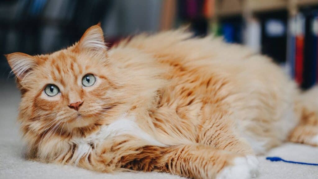 An orange longhaired cat