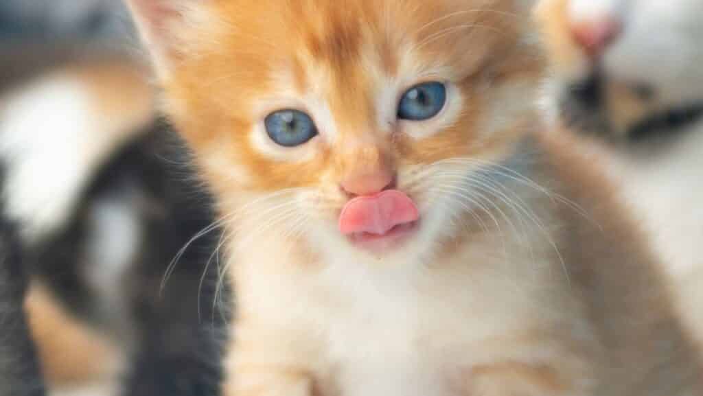 A kitten eating food.