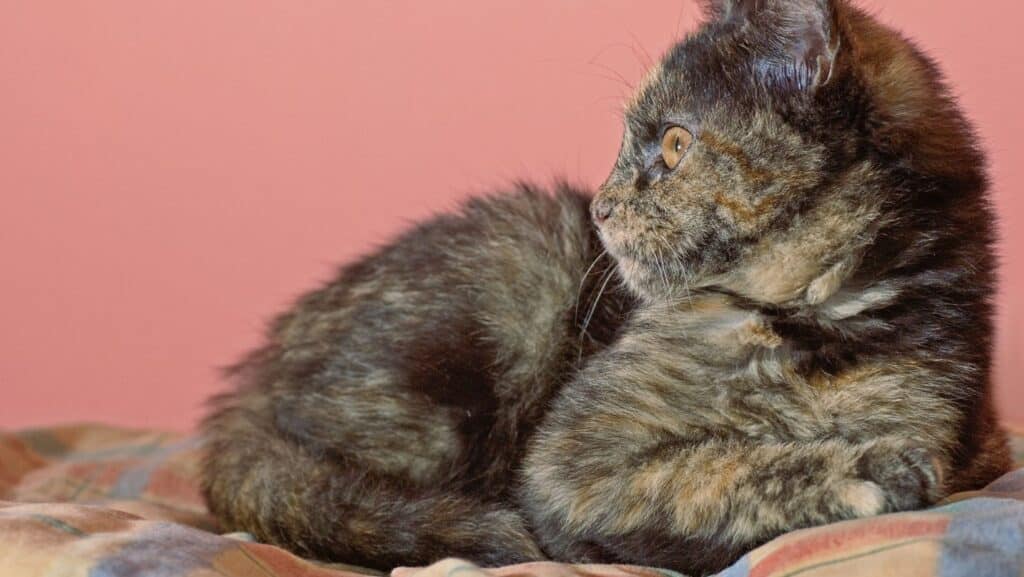 A tortoiseshell cat