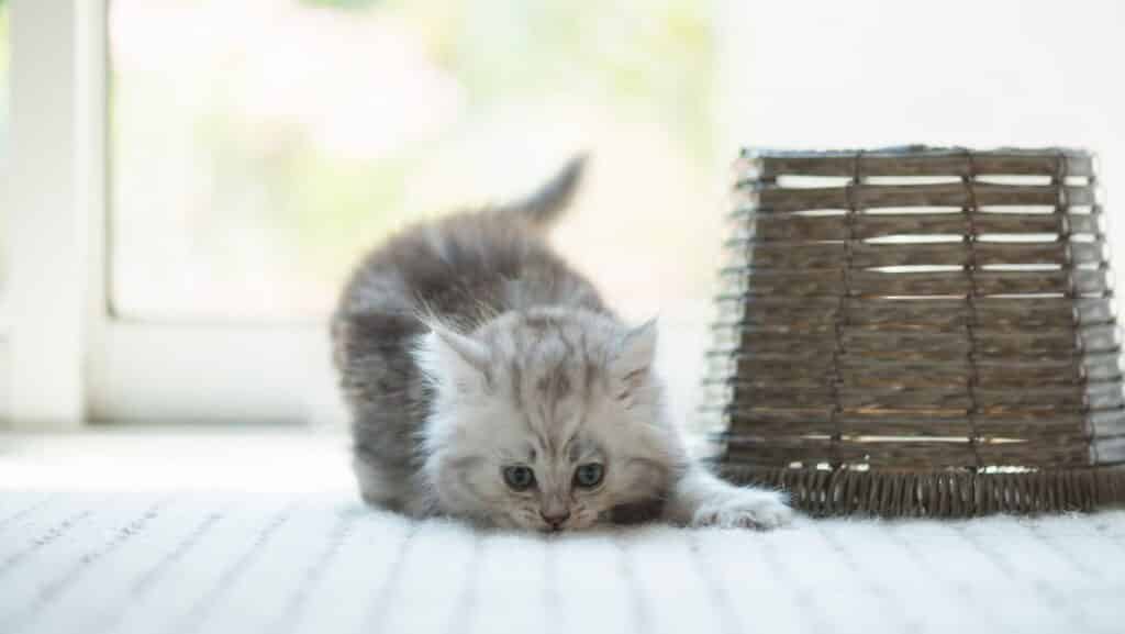 A kitten playing.