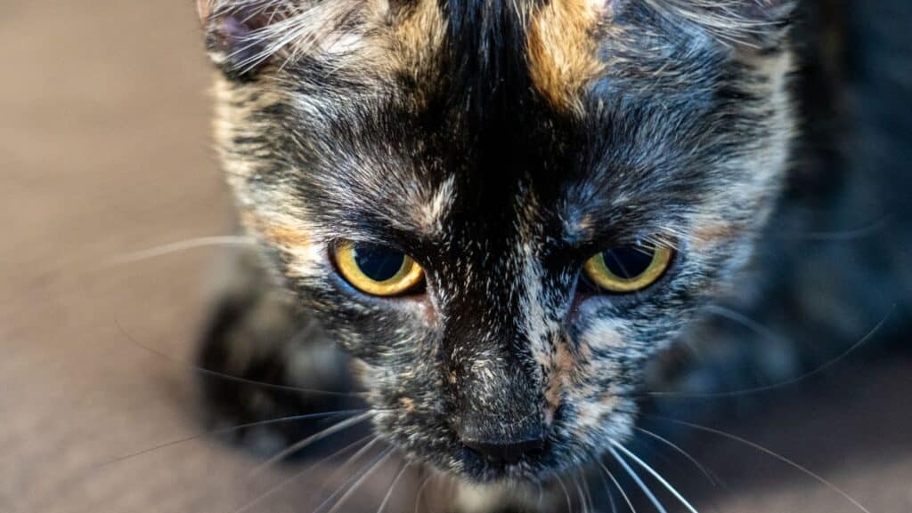 A male tortoiseshell cat