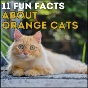 11 Fun Facts About Orange Cats