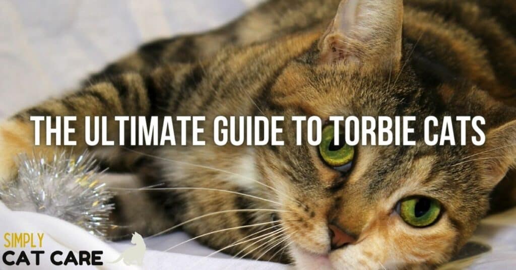 The Ultimate Guide to Torbie Cats