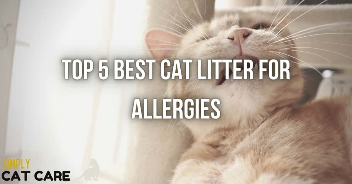 Best Cat Litter for Allergies: What Works in 2023?