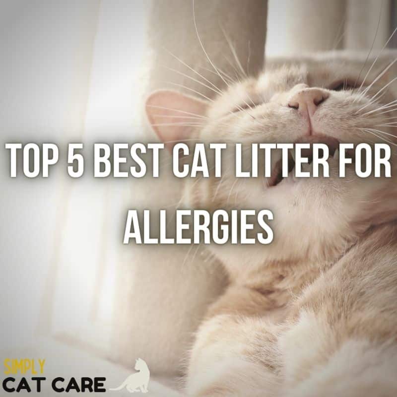 Top 5 Best Cat Litter For Allergies