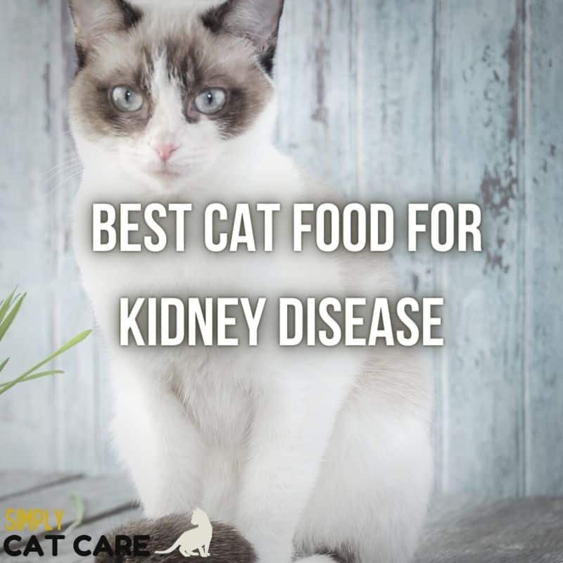 The Best Cat Food For Kidney Disease