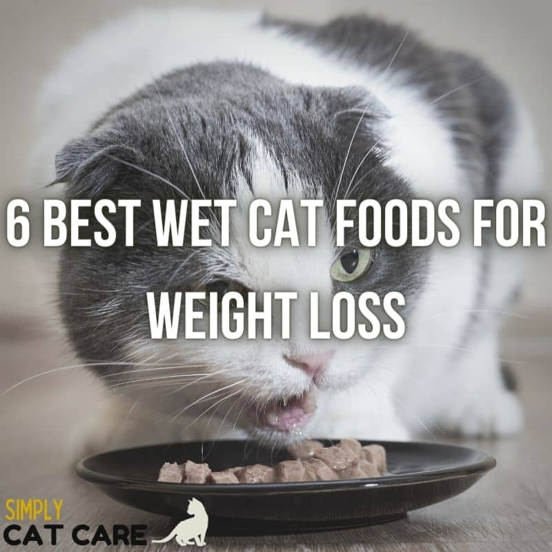 6 Best Wet Cat Foods for Weight Loss