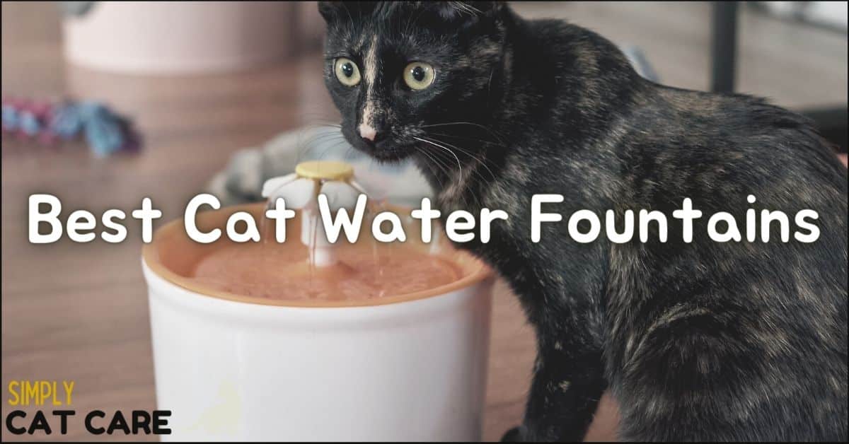 Top 3 Best Cat Water Fountains 2022 Simply Cat Care