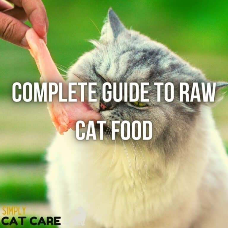Complete Guide To Raw Cat Food