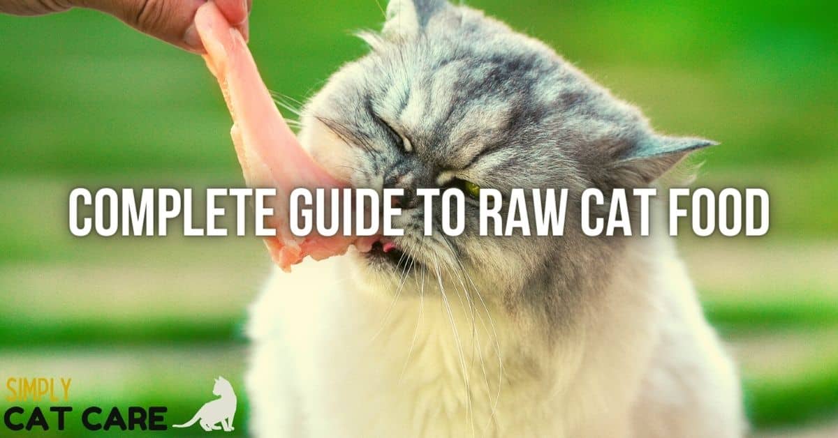 Is Raw Cat Food Good For Cats The Science Explained