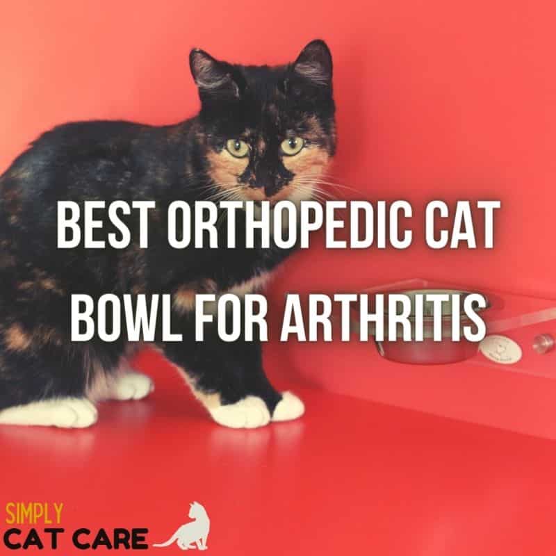 Best Orthopedic Cat Bowl For Arthritis