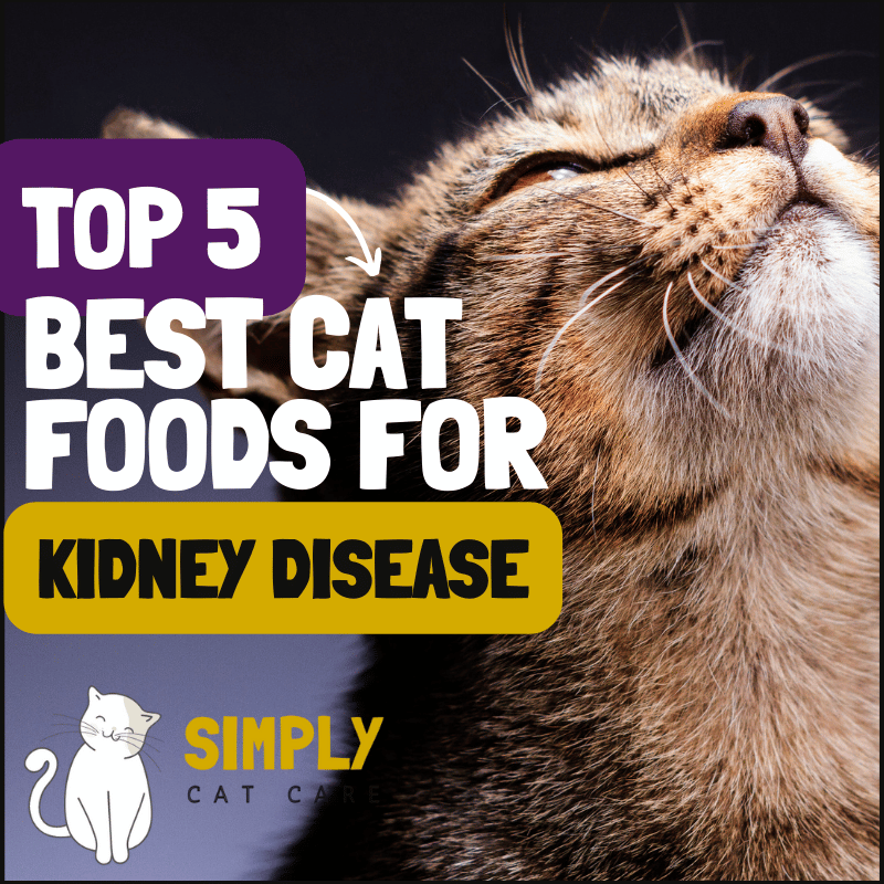 5 Best Cat Food For Kidney Disease Choices