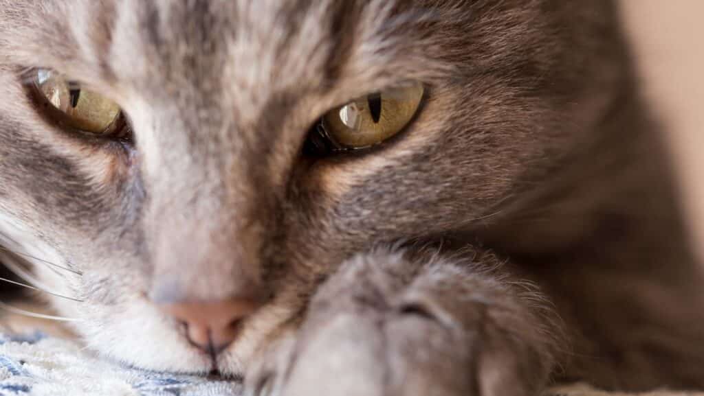 Why Do Cats Purr When You Pet Them?