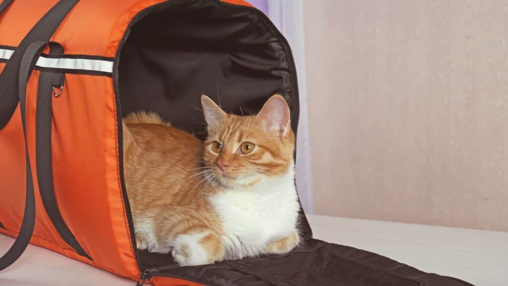 A cat relaxed in its cat carrier.