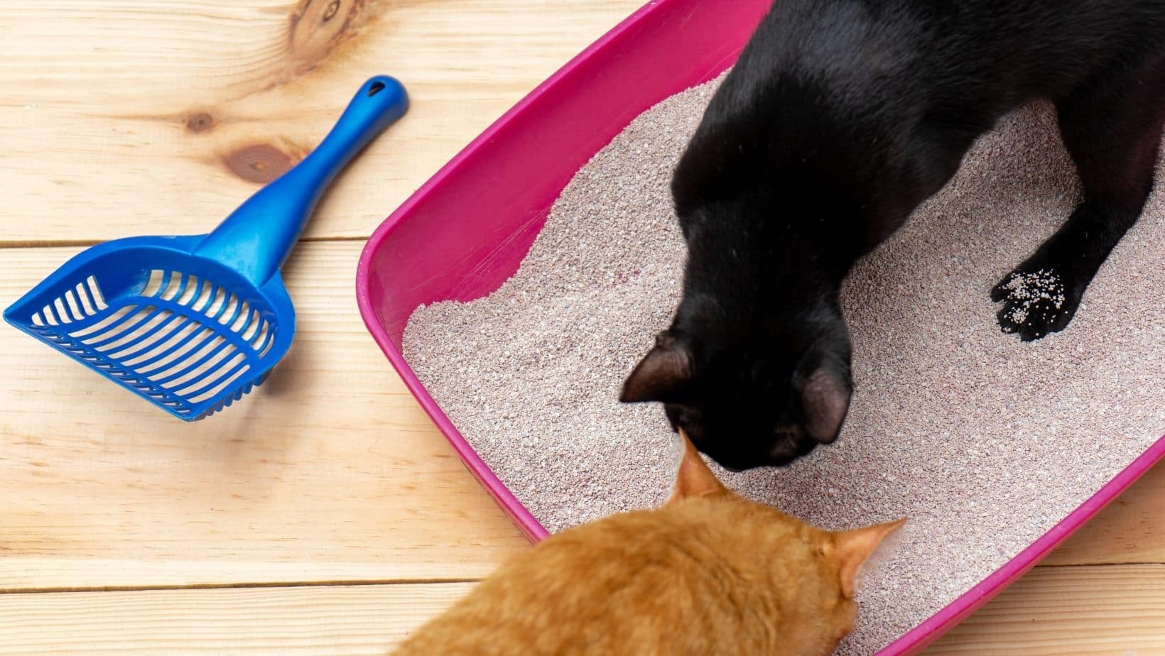 Top 5 Best Cat Litter For Allergies 2023 Simply Cat Care