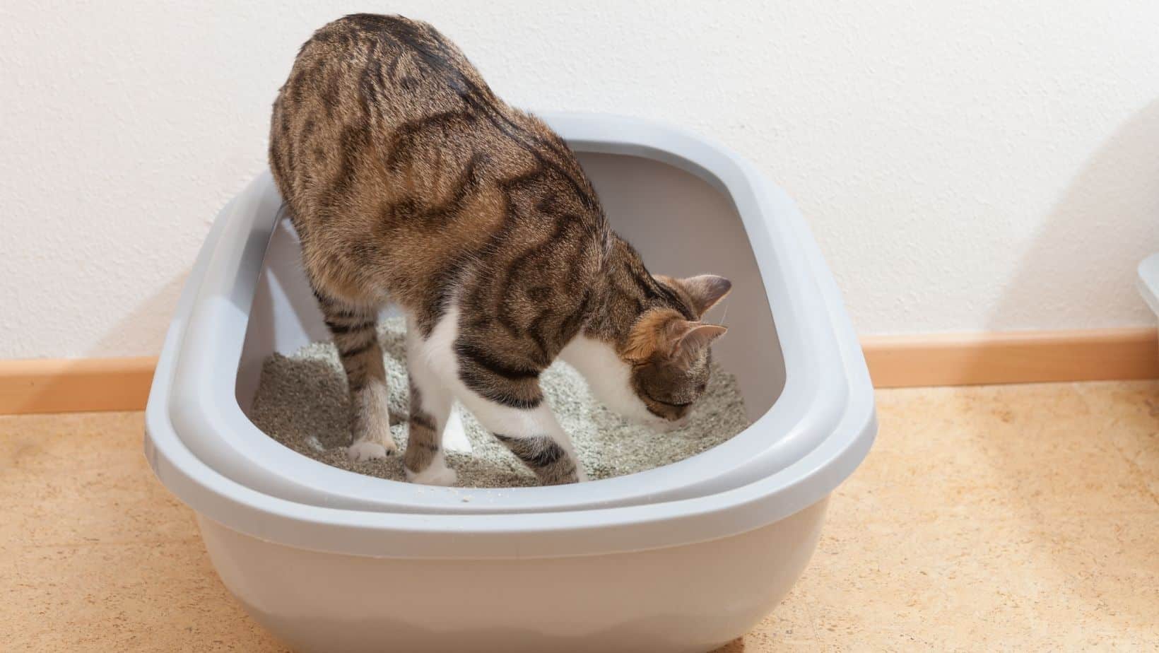 Top 5 Best Cat Litter For Allergies 2023 Simply Cat Care