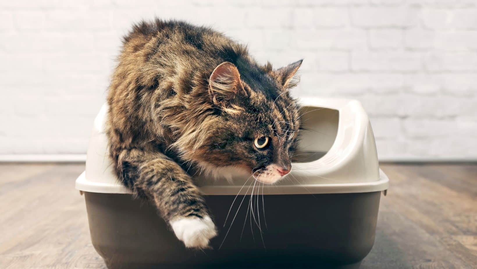 Top 5 Best Cat Litter For Allergies 2023 Simply Cat Care